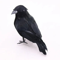Crow B